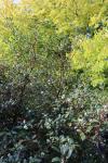 Foto osmanthus_heterophyllus_h_1783156730.jpg