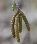 Foto ostrya_carpinifolia-kvet-samci,samici,_2016-04-05,dendro_zahr_pruhonice,_stepanka_kasparova,_dsc_0012v,zm_1920_1484674002.jpg
