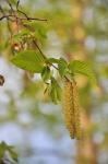 Foto ostrya_carpinifolia-kvet-samci,samici,_2016-04-22,albertov,_stepanka_kasparova,_dsc_1487,zm_1920_1484674022.jpg