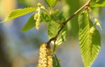 Foto ostrya_carpinifolia-kvet-samci,samici,_2016-04-29,albertov,_stepanka_kasparova,_dsc_1824vv,zm_1920_1484674205.jpg