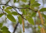 Foto ostrya_carpinifolia-kvet-samci,samici,_list,_2016-04-22,albertov,_stepanka_kasparova,_dsc_1646v,zm_1920_1484674226.jpg