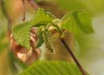 Foto ostrya_carpinifolia-kvet-samici,_2016-04-22,albertov,_stepanka_kasparova,_dsc_1487v1_1484674297.jpg