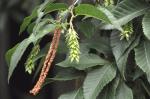 Foto ostrya_carpinifolia-plod,list,_albertov,_2016-06-02,_stepanka_kasparova,_dsc_1673j,zm_1920_1484674518.jpg
