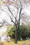 Foto ostrya_carpinifolia_h_1783156819.jpg