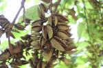 Foto paulownia_tomentosa_d2_1783255210.jpg