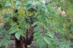 Foto phellodendron_japonicum_d1_1783255396.jpg
