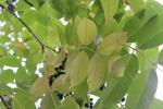 Foto phellodendron_japonicum_d3_1783255429.jpg