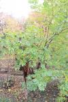 Foto phellodendron_japonicum_h_1783255476.jpg