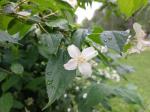 Foto philadelphus_coronarius_d1_park_u_cd_strakonice_1783255631.jpg