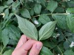 Foto philadelphus_coronarius_d3_park_u_cd_strakonice_1783255673.jpg