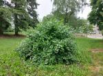 Foto philadelphus_coronarius_h_park_u_cd_strakonice_1783255706.jpg