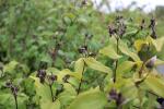 Foto philadelphus_virginalis_belle_etoile_d_1783256050.jpg