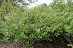 Foto philadelphus_virginalis_belle_etoile_h_1783256093.jpg