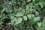 Foto philadelphus_virginalis_bouquet_blanc_d1_1783256155.jpg