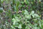 Foto philadelphus_virginalis_bouquet_blanc_d2_1783256185.jpg