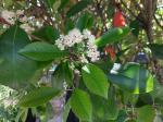 Foto photinia_x_fraseri_´red_robin´_d_protivin_1783256424.jpg