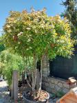 Foto photinia_x_fraseri_´red_robin´_h_protivin_1783256476.jpg