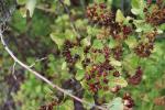 Foto physocarpus_opulifolius_d_1783256687.jpg
