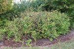 Foto physocarpus_opulifolius_h_1783256718.jpg