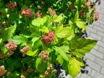 Foto physocarpus_opulifolius_iii_d_1784219441.jpg