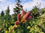 Foto picea_abies_´acrocona´_d_libosad_1783256839.jpg