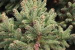 Foto picea_abies_´barryi´_d1_1783256897.jpg