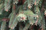 Foto picea_abies_´barryi´_d2_1783256917.jpg