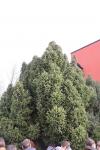 Foto picea_abies_´barryi´_h_1783256938.jpg