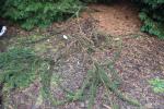 Foto picea_abies_´virgata´_h_1783257009.jpg