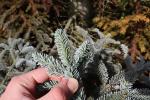 Foto picea_asperata_asi_d_1783257383.jpg