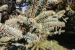 Foto picea_asperata_d1_1783257414.jpg