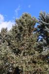 Foto picea_asperata_h_1783257460.jpg