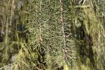 Foto picea_breweriana_d_1783257517.jpg
