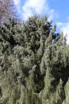 Foto picea_breweriana_h_1783257550.jpg