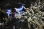 Foto picea_glauca_d3_1783257952.jpg