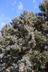 Foto picea_glauca_h_1783257990.jpg