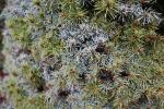 Foto picea_glauca_´sanders_blue´_d_1783257810.jpg