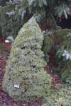 Foto picea_glauca_´sanders_blue´_h_1783257838.jpg