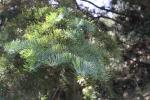 Foto picea_jezoensis_d_1783258100.jpg