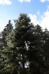 Foto picea_jezoensis_h_1783258142.jpg