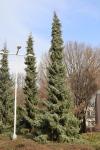 Foto picea_omorika_´pendula´_vlevo,_vpravo_pic.omo._1783269282.jpg