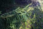 Foto picea_orientalis_d3_1783269662.jpg