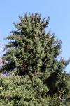 Foto picea_orientalis_h_1783269758.jpg