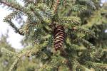 Foto picea_orientalis_iii_d_1783269721.jpg