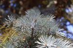 Foto picea_pungens_d2_1783270318.jpg