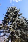 Foto picea_pungens_h_1783270351.jpg
