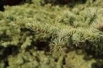 Foto picea_pungens_iv_d2_1783270208.jpg