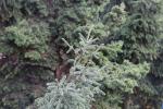 Foto picea_purpurea_d2_1783270472.jpg