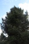 Foto picea_purpurea_h_1783270496.jpg