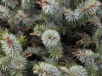 Foto picea_sitchensis_(2)_1719334303.jpg